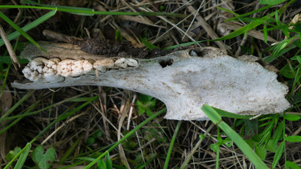 Close up view of animal teeth in a skeletal jawbone.