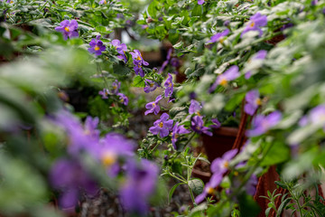 purple flower calibrachoa pots hung in the greenhouse