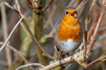 robin red breast