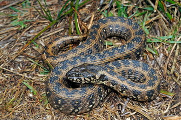 Viperine snake / Vipernatter (Natrix maura), Spain / Spanien