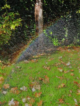 path in the autumn garden