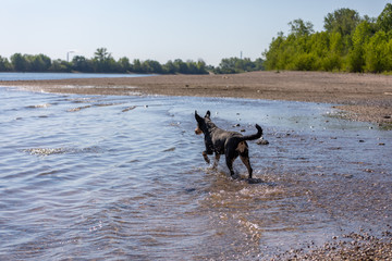 cute Appenzeller Mountain dog has fun in the river