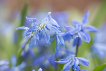 Fototapeta na wymiar blue flowers 