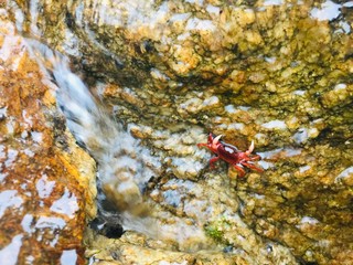 Crab in a forest