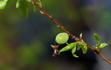 The ovary of the fruit apricot. Fruit development, initial phase. Green apricot ovary.