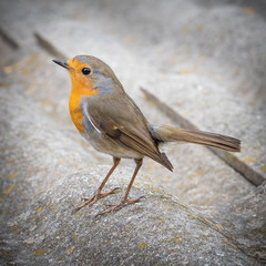Close portrait of European Robin, Robin Redbreast or Petirrojo (Erithacus rubecula), a very common bird that inhabits close to human gardens and parks.