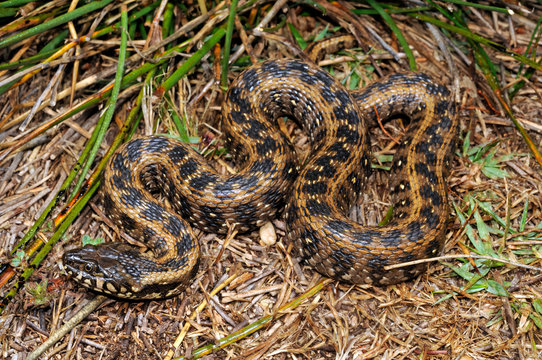 Vipernatter (Natrix maura) aus / Spanien - Viperine snake from Spain 