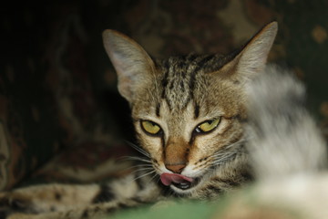 The cat's mood when isolated is afraid to go out and go home with Covid-19 coronavirus