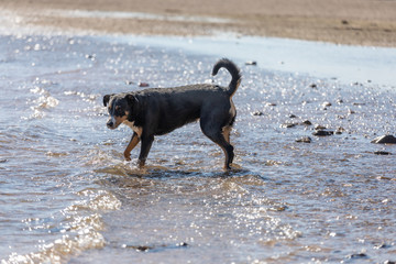 cute Appenzeller Mountain dog has fun in the river