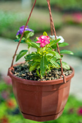 purple flowers in a pot