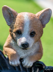 doll dog toy in the garden