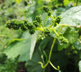 Young green grape bunch with dew water droplets