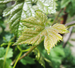 Green young grape leaf close up
