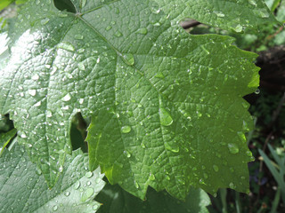 Green grape leaf with dew water droplets 