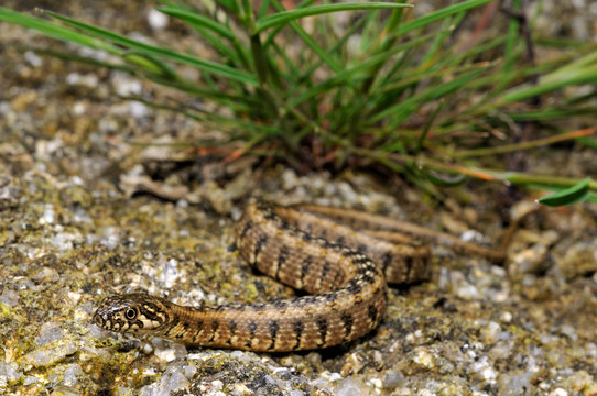 Viperine snake / Vipernatter (Natrix maura), Spain / Spanien