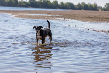 cute Appenzeller Mountain dog has fun in the river