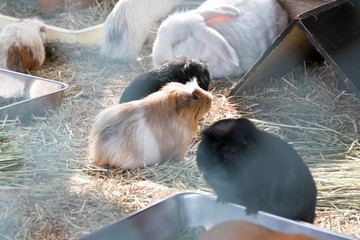 こども動物園のモルモット　千葉県袖ケ浦市　日本