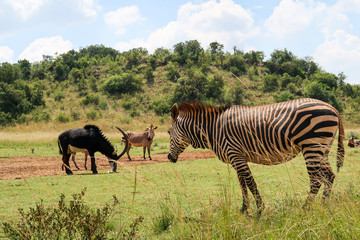 Zebra, South Africa