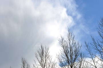 Spring trees against blue sky