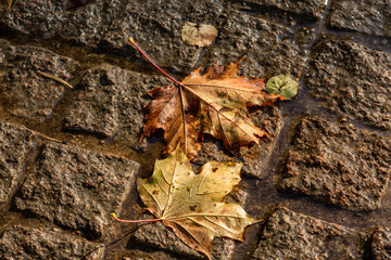 Fallen maple leaves on the paving tales