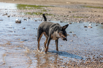 Dog shaking off after swimming, Appenzeller Sennenhund