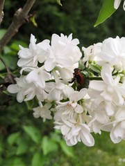 Scarabée dans lilas 