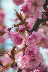 Close up picture of sakura flowers. Spring, nature wallpapers. Cherry blossom in the park with green leaves. A lot of blooming pink flowers on cherry tree branches with small buds. Macro photography. 