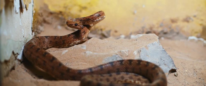 Scary viper snake lying in a rock, preparing to attack. BMPCC 4K
