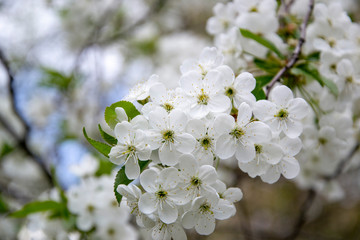 Fototapeta premium Close up picture of white small cherry flowers on brach with green leaves. Spring season and trees blooming. Background of nature, flat lay and copy space picture of blossom trees. 