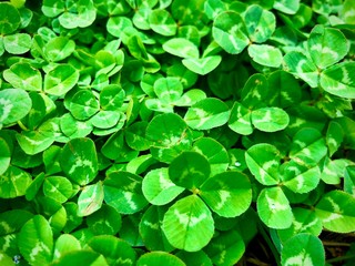 green leaves background /clover