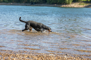 cute Appenzeller Mountain dog has fun in the river