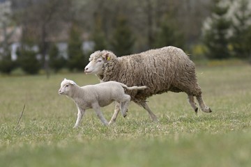 sheeps with lamb on farm