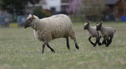 Obraz premium sheeps with lamb on farm