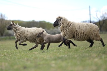 sheeps with lamb on farm