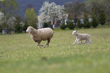 Fototapeta premium sheeps with lamb on farm