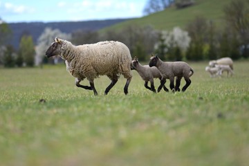Naklejka premium sheeps with lamb on farm