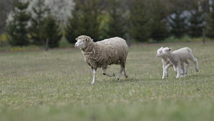 sheeps with lamb on farm