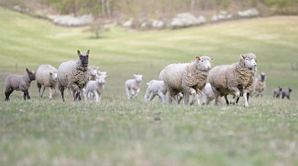 sheeps with lamb on farm