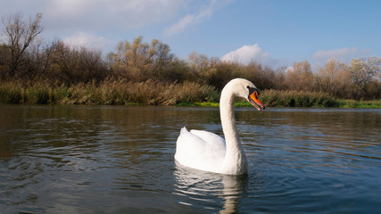 Swan lake - lone white swan.