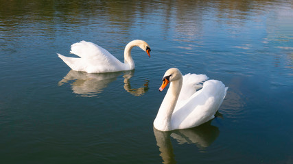 Obraz premium Two white swans and their reflections in blue water