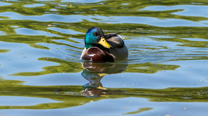 Stockente mit Spiegelbild, Donau, Drillinge