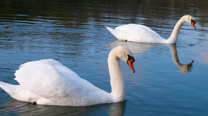 Two adult white swans sail the river.