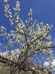 blooming cherry tree