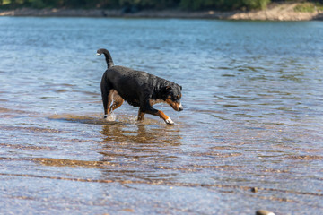 cute Appenzeller Mountain dog has fun in the river