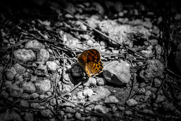Butterfly with dark and black and white background