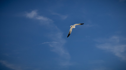 Bird in Flight (16x9) 2