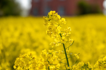 Obraz premium yellow rape plant stands in a yellow rape field