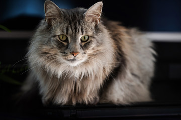 A beautiful Norwegian Forest Cat lies and rests in the apartment on a dark background