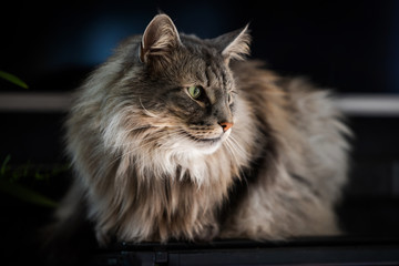 A beautiful Norwegian Forest Cat lies and rests in the apartment on a dark background