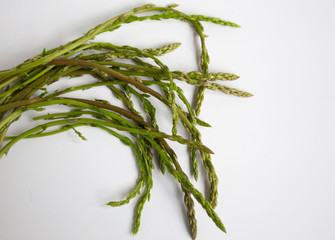 asparagus on the white background